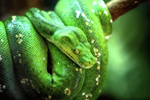 Ein grüner Baumpython in Cairns, Nord QLD Australien
