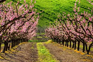 Victoria Australia Scenery Drucke: Growing blossoms