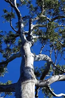 Eucalyptus Tree Photos Drucke: Gum tree
