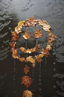 Maple Leaf Photography Drucke: Happy dead maple leaves