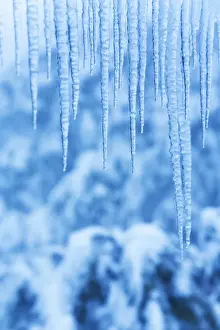 Australian Winter Landscapes Drucke: Icicles in snow