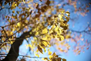 Leaves