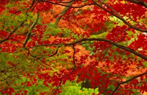 Australian Autumn Landscapes Drucke: Maple trees in autumn