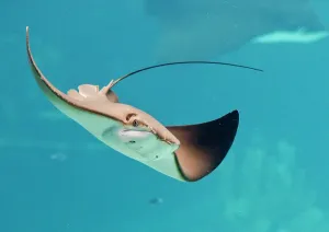 Stingray