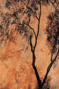 Schatten des Eukalyptusbahns, Teufelsberge im Norden-Territorium Australien