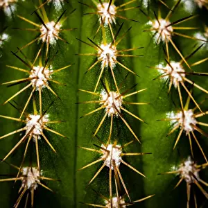 Australian Flora And Fauna Drucke: Organised Defences