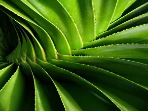 Australian Nature Photography Drucke: Pandanus spiralis