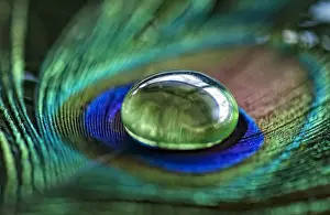 Selective Focus Photography Tips Drucke: Peacock feather