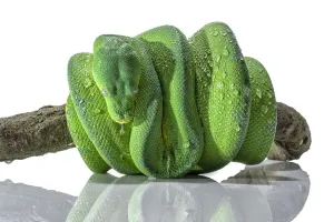 Grüne Python-Schlange