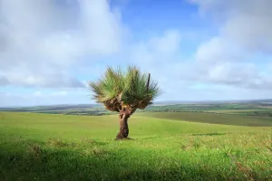 Xanthorrhoea ist eine Pflanze, die in der Regel als Kangaroutail bekannt wird