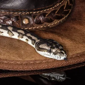 Eine Sammlung Von Bildern Der In Perth Lebenden, International Preisgekrönten Wildtierfotografin Lea Scadden Drucke: Snake