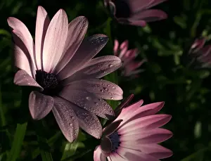 Freshness In Nature Images Drucke: Pink Daisies