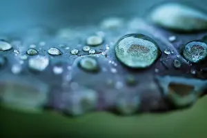 New South Wales Photography Drucke: Rain drops