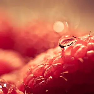 Summer Fruit Photography Drucke: Raspberries