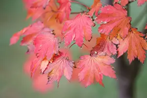 Nature Photography In Australia Drucke: Red Maple