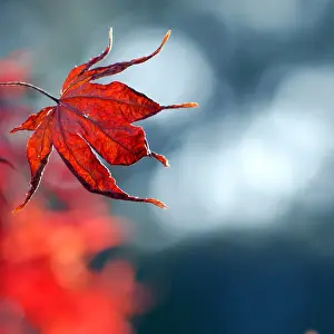 Australian Autumn Leaves Drucke: Red maple