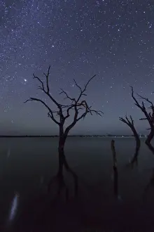 Eucalyptus Tree Silhouette Drucke: Stargazing