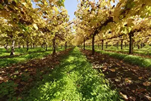 Vineyards