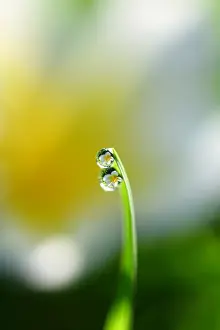 Selective Focus Photography Tips Drucke: Water droplets on Grass blade