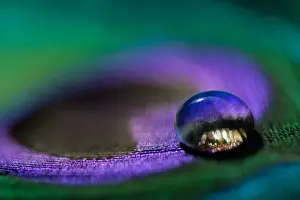 Victoria Australia Scenic Views Drucke: Waterdrop on a peacock feather