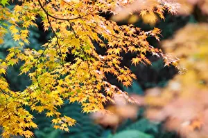 Nature Photography In Australia Drucke: Yellow Maple