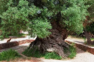 Ancient Olive Tree Drucke: A 3000 year old olive tree