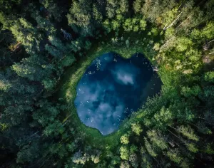 Oberflächennaher Luftaufnahmewinkel eines kleinen Teichs im Mittelpunkt einer Wälder