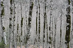 Ordesa National Park Drucke: Alpine birch forest in spring