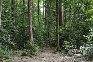 Belem Drucke: Regenwald Amazonas in Belém im Bundesstaat Pará in Brasilien Südamerika