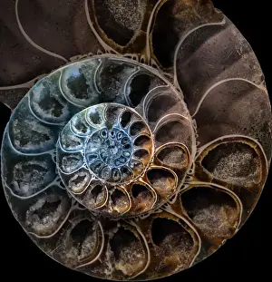 Ammonite Fossil Drucke: Ammonite 2