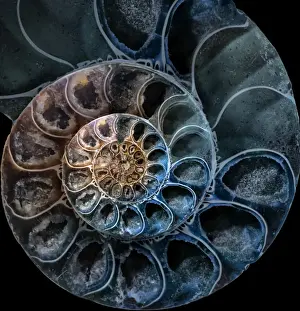 Tierporträts Drucke: Ammonite 3