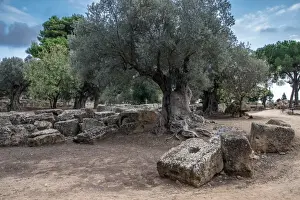 Alter Olivenbaum