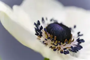 Blooming Flowers In Germany Drucke: Anemone, macro, Germany