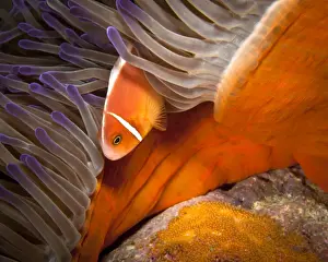 Great Barrier Reef Photography Drucke: Anemonefish with Eggs