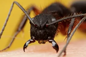 Yellow Background Images Drucke: Ant attack
