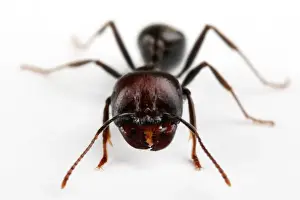 White Background Insect Images Drucke: Ant macro