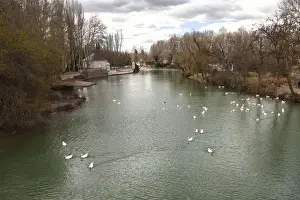Tagus River Spain Drucke: Aranjuez