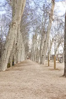 Row Of Trees Europe Drucke: Aranjuez