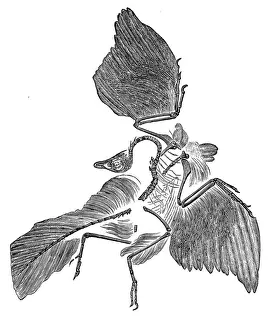 Victorian Style Engraving Drucke: Archaeopteryx