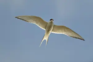Arktischer Fischsehengel (Sternadefamilie) - Sterna paradisaea -, im Flug, Kopasker, Island