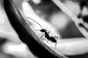 Detailed Leaf Structure Drucke: The Ascending Ant