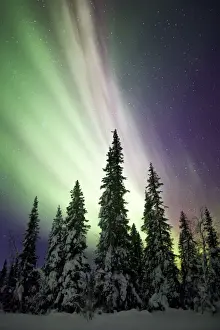 Aurora Borealis In Sweden Drucke: Aurora Borealis and Trees