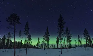 Swedish Forest Landscape Drucke: Aurora Forest