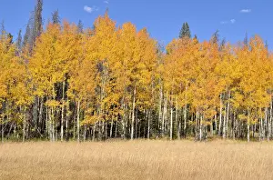 Aspen Trees Colorado Drucke: Autumn coloured Quaking Aspen -Populus tremuloides