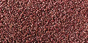 Fabaceae Family Drucke: Azuki beans