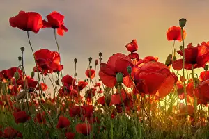 Danish Countryside Scenery Drucke: Backlit poppies