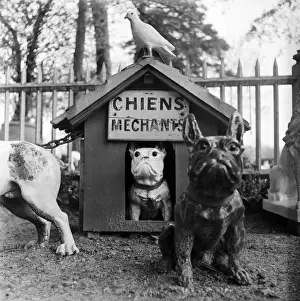 Böse Hunde
