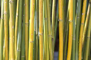 Macro Nature Images Drucke: Bamboo