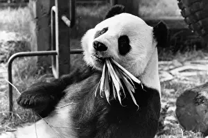 Bamboo Eating Animal Drucke: Bamboo Delight