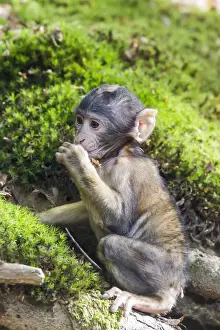 Barbary Macaque Drucke: Barbary Macaque -Macaca sylvanus-, monkey baby, captive